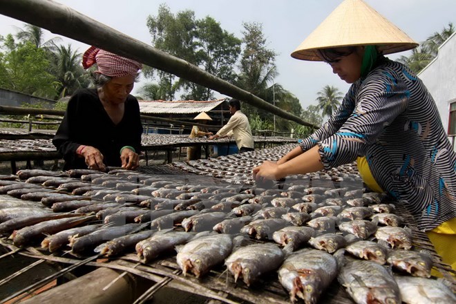Người[-]nuôi[-]cá[-]ở[-]Cà[-]Mau[-]thiệt[-]hại[-]nặng[-]do[-]khô[-]hạn